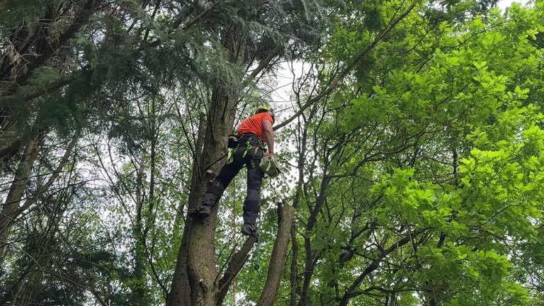 Reliable Basile, LA  Tree Services Solutions